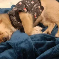 واگذاری دو عدد پامراشپیتز|سگ|فردوسیه, |دیوار