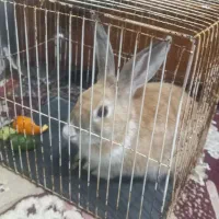 خرگوش هلندی باهوش