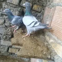 پرنده مسافتی جواب داده|پرنده|مینودشت, |دیوار