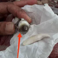 اینه که انگشترشناسه پیام بده