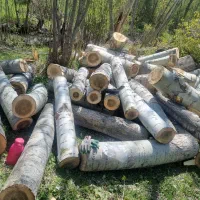 خریدانواع چوب به صورت نقد|خدمات باغبانی و درختکاری|اردبیل, |دیوار