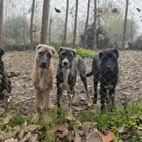 فروش توله سگ سرابی اصیل