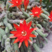 وام مهربانی