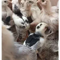 جوجه مرغ و خروس هایه زینتی دو ماهه