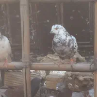 ماده سوسکی