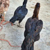 مرغ|حیوانات مزرعه|قروه, |دیوار