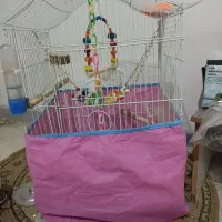 قفس عروس هلندی سالم بزرگ