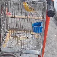 قناری مس مس هن شلاقی|پرنده|شیراز, کوشک میدان|دیوار