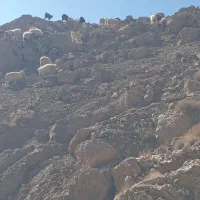 تعدادی بز محلی جوان فروشی|حیوانات مزرعه|سده (خراسان جنوبی), |دیوار