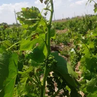 فروش-زمین-باغی