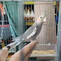 جوجه عروس هلندی گلباقالی و سیامون|پرنده|بیرجند, |دیوار