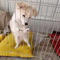 سگ پامر|سگ|سیرجان, |دیوار