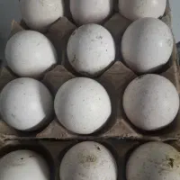 تخم بوقلمون تازه