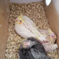 جوجه عروس هلندی