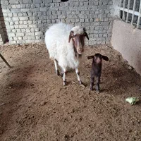 دوعدد میش بابره