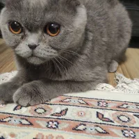 گربه اسکاتیش