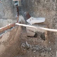 کبوتر کله ای و سرور،هم زمینی هم هوایی|پرنده|تهران, فلسطین (میدان انقلاب)|دیوار