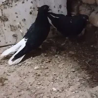 کبوتر جفتگا
