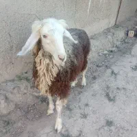 فروش بره ماده
