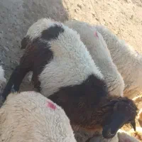 گوسفند