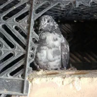 کفتر|پرنده|کهنوج, |دیوار