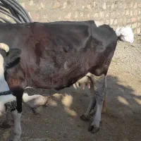 گاو گوساله شیری روزی 17تا 21شیر میده