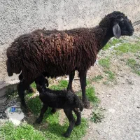 میش سن بالا زاییده بره اش ماده .آگهی رابخان وبزن.