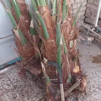 پاجوش جوش نخل سعمران درجه یک موجود|خدمات باغبانی و درختکاری|اهواز, کارون|دیوار