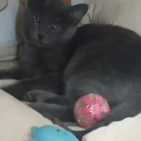 گربه اسکاتیش