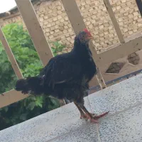 جوجه خروس خارجی