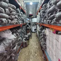 کشمش آفتابی