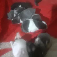 خرگوش دورگ|موش و خرگوش|خرمشهر, |دیوار