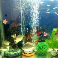 ماهی آکواریومی گیاه خوار و غاز|ماهی|مرودشت, دولت آباد|دیوار