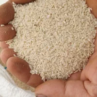 برنج نیم دانه هاشمی درجه یک