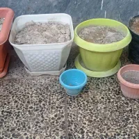 تعداد ی گلدان