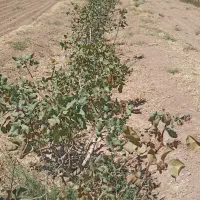 زمین و آب کشاورزی|فروش دفتر صنعتی، کشاورزی، تجاری|مهریز, |دیوار