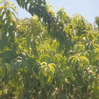 باغ/باغچه/۲۱۰ متری / درختان مثمر میوه