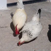 مرغ و خروس جاپنیز