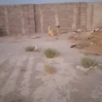 سگ پژدر