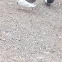 کفتر در هم دورگ تهرانی قاطیه|پرنده|خاوران, |دیوار