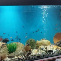 آکواریوم شرکتی همراه ماهی فلاور