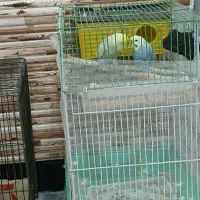 مرغ عشق|پرنده|مریوان, |دیوار