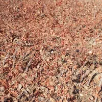 نهال انگورسیاه