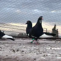 جفت سیاه پلنگ