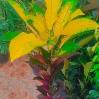 فروش ویژه انواع گل های آپارتمانی فقط ۲۸۵