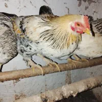 خروس محلی دورگ|حیوانات مزرعه|مرزنآباد, |دیوار