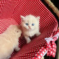 گربه های صورت عروسکی