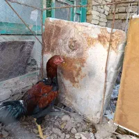 خورس لاری 5دانگ