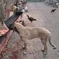 واگذاری سگ سرابی