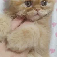 گربه بریتیش